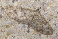 Eupithecia abbreviata