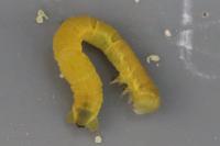 Chesias legatella