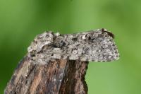 Acronicta rumicis