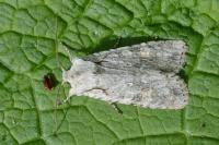 Lithophane ornitopus