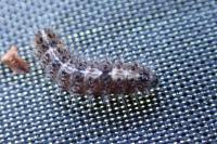 Nola cucullatella