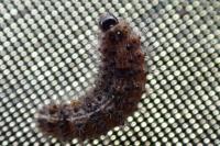 Nola cucullatella