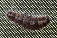Nola cucullatella