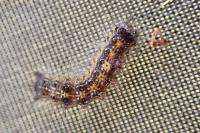 Lymantria dispar