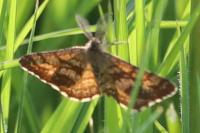 Ematurga atomaria