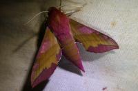 Deilephila porcellus