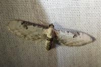 Eupithecia centaureata