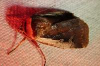 Ochropleura plecta
