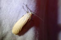 Wittia sororcula