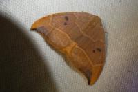 Watsonalla binaria