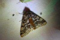 Lycia hirtaria