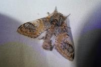 Notodonta tritophus