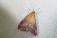 Pyrausta sanguinalis