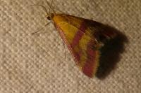 Pyrausta sanguinalis