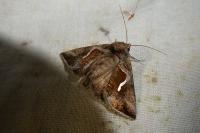 Macdunnoughia confusa