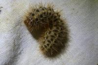 Cymbalophora pudica