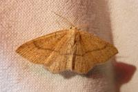 Cyclophora suppunctaria
