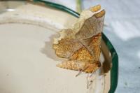 Selenia lunularia