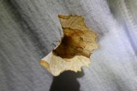 Selenia lunularia