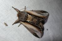 Pheosia tremula