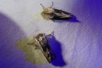 Egira conspicillaris