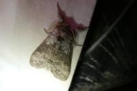 Calliteara pudibunda