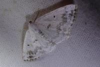 Lomographa temerata