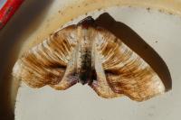 Plagodis dolabraria