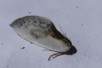 Cilix glaucata/hispanica