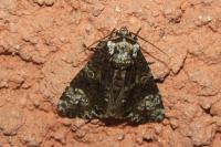 Craniophora ligustri