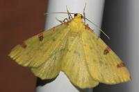 Opisthograptis luteolata