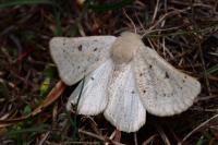 Dyscia lentiscaria