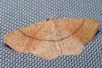 Cyclophora suppunctaria
