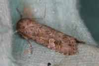 Spodoptera exigua