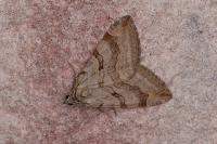 Aplocera efformata