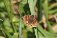 Euclidia glyphica