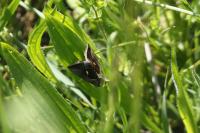 Macdunnoughia confusa