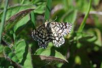 Chiasmia clathrata
