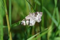 Epirrhoe alternata