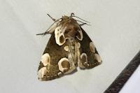 Thyatira batis