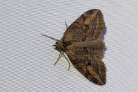 Chesias isabella
