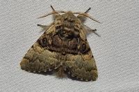 Colocasia coryli