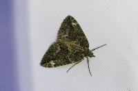 Chloroclysta siterata