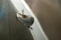 Cilix glaucata/hispanica