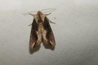 Egira conspicillaris