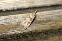 Eudonia angustea