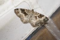Epirrhoe alternata