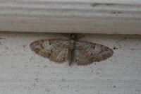 Eupithecia dodoneata