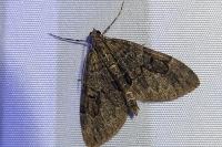Thera britannica/variata