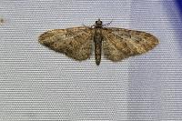 Eupithecia abbreviata
